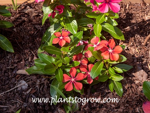 Tattoo Apricot Madagascar Periwinkle (Catharanthus roseus)